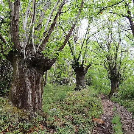 Apartment Rurales Balcon Real