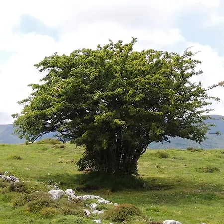 Rurales Balcon Real Apartment Campiello